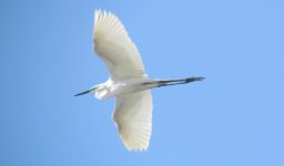 Great Egret  subspecies albus.jpg