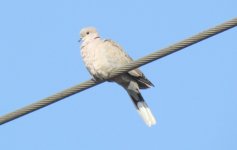 Eurasian Collared Dove.jpg