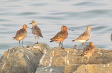 Bar-tailed Godwit.jpg