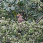 Hawfinch on Hawthorn 4th May 2012.jpg