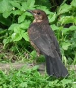 juvenile blackbird.jpg