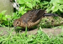 juvenile blackbird 2.jpg