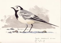 whitewagtail.jpg