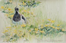 Lapwing in Marigolds (800x527).jpg