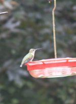 hummingbird 1.jpg