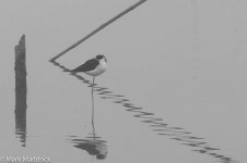 11451_Black-winged Stilt_01_B&W.jpg