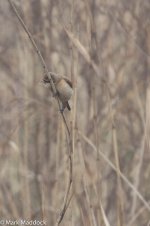 11453_Chinese Penduline Tit.jpg