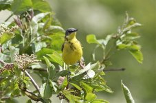 Wagtail1,elton,16thmay.jpg