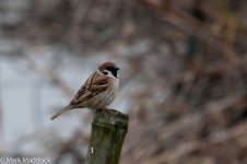 11457_Tree Sparrow.jpg