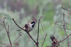 11463_Pallas's Bunting.jpg