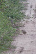 11464_Red-throated & Buff-bellied Pipits.jpg