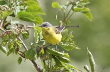 Wagtail4,elton,16thmay.jpg