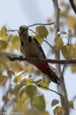 11474_Great-spotted Woodpecker.jpg