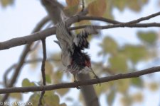 11477_Great-spotted Woodpecker.jpg