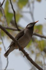 11522_White-cheeked Starling.jpg