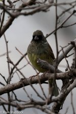 11535_Black-faced Bunting_Male.jpg