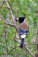 11567_Chinese Grosbeak_Male.jpg