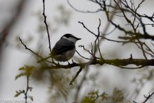 11583_Ashy Minivet.jpg