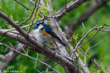 11602_Red-flanked Bluetail_Male.jpg