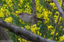 11634_Manchurian Bush Warbler.jpg