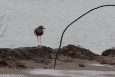 11640_Grey-headed Lapwing.jpg