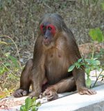 Monkey - Thailand Hua Hin - Countryside - 12Feb22 - 15-2499.jpg