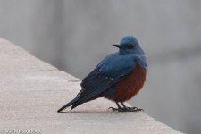 11644_Blue Rock Thrush_philippensis.jpg