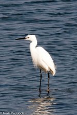 11676-Little Egret.jpg