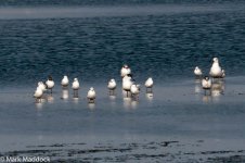11681_Caspian Tern & Gulls.jpg