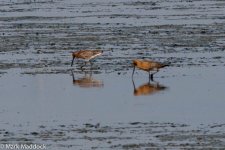 11683_Asian Dowitcher & Bar-tailed Godwit.jpg