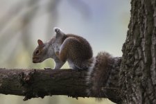 2012_05_17_Grey_Squirrel (640x427).jpg