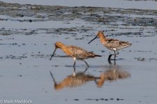 11700_Asian Dowitcher & Bar-tailed Godwit.jpg