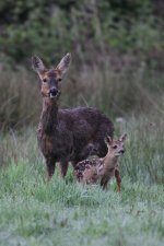 2012_05_17_Roe_Deer (5) (427x640).jpg