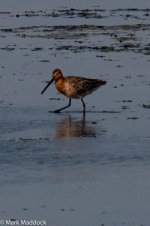 11708_Asian Dowitcher.jpg