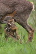 2012_05_17_Roe_Deer (11) (427x640).jpg