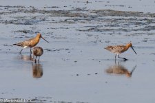 11713_Bar-tailed Godwit_Asian Dowitcher.jpg