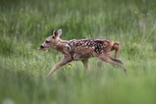 2012_05_17_Roe_Deer (13) (640x427).jpg