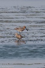 11725_Bar-tailed Godwit_Asian Dowitcher.jpg