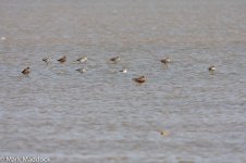 11730_Nordmann's Greenshank_Grey Plover_Bar-tailed Godwit.jpg