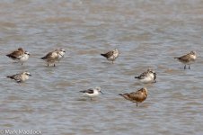 11733_Nordmann's Greenshank_Grey Plover_Bar-tailed Godwit.jpg