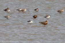 11734_Nordmann's Greenshank_Grey Plover_Bar-tailed Godwit.jpg