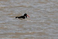 11743_Eurasian Oystercatcher.jpg