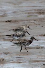 11753_Great Knot.jpg