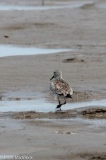 11755_Great Knot.jpg