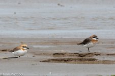 11777_Sandplovers.jpg