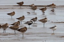 11784_Nordmann's Greenshank.jpg