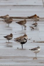 11785_Nordmann's Greenshank.jpg