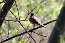 11794_Eye-browed Thrush.jpg