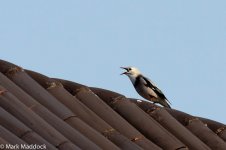 11809_Red-billed Starling.jpg