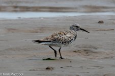 11772_Aberrant Turnstone My Arse.jpg